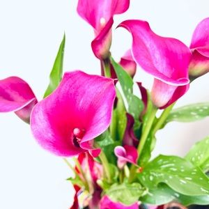 Meet your Posher, Lucille